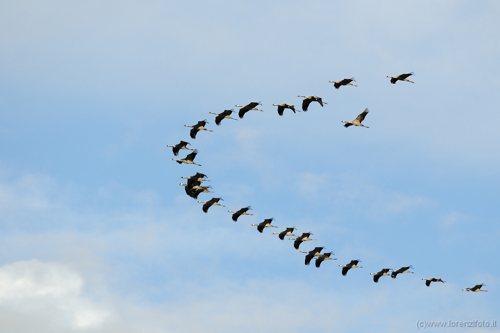 55563 Grus grus (Gru cenerina).jpg
